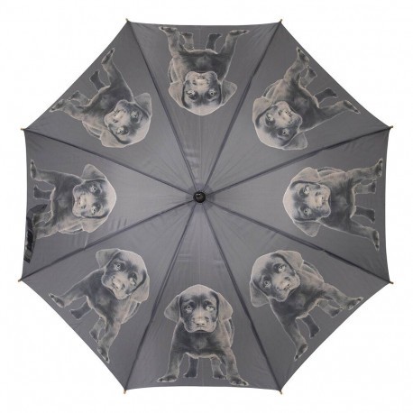 Parapluie Labradors