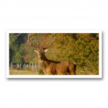 Plaque photo décorative ALU Grand cerf de profil