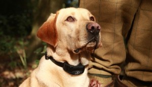 Dressage de chien de chasse Dressage de chien de chasse