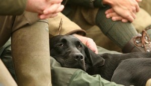 Santé et hygiène du chien