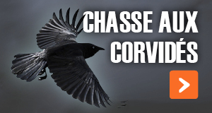 Chasse aux Corvidés